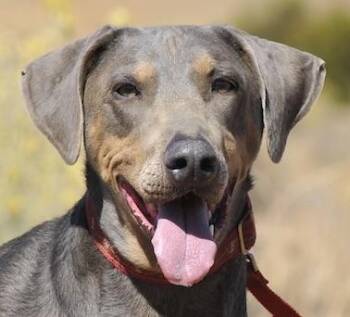 Charlotte -  Doberman Pinscher Dog for Adoption in Tehachapi, California - Charlotte | PetCurious