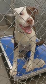 Lucky AKA Anna Mae -  Pit Bull Terrier Dog for Adoption in Saint Clairsville, Ohio - Lucky AKA Anna Mae | PetCurious