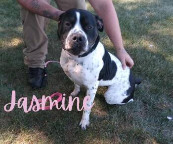 Rescue Pit Bull Terrier Dogs for Adoption in Marion, Indiana - Jasmine | PetCurious