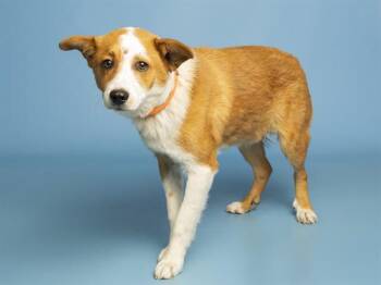 Basenji and Border Collie Dogs Available for Adoption - SNOOPY | PetCurious