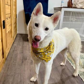Mikki Heartstring -  Husky Dog for Adoption in Friendswood, Texas - Mikki Heartstring | PetCurious