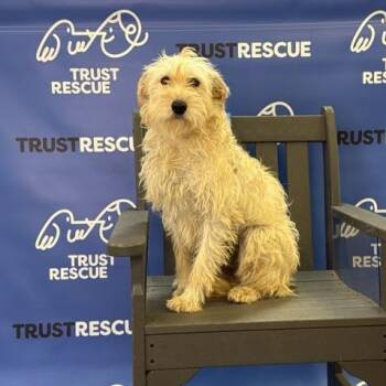 MANDI -  Terrier and Mixed Breed Dog for Adoption in Waterford, New Jersey - MANDI | PetCurious