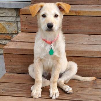 Kaley -  Mixed Breed Dog for Adoption in Buffalo, Minnesota - Kaley | PetCurious