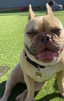 French Bulldog Dogs Available for Adoption in Surrey, British Columbia - Drako | PetCurious