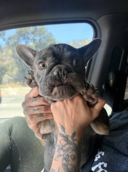 Franklin -  French Bulldog Dog for Adoption in Ventura, California - Franklin | PetCurious