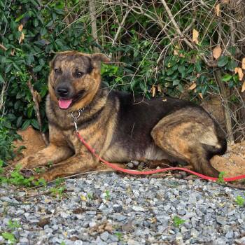 Australian Cattle Dog Blue Heeler and Catahoula Leopard Dog Dogs Available for Adoption in Harrodsburg, Kentucky - Jackson | PetCurious