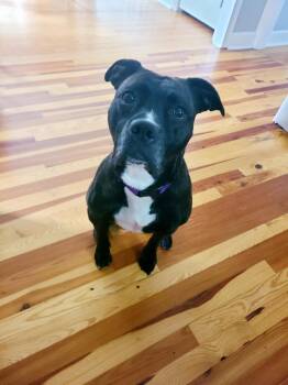 Rescue Pit Bull Terrier and American Staffordshire Terrier Dogs for Adoption in New Milford, Connecticut - Brit | PetCurious