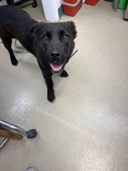 Raven -  Labrador Retriever and Cardigan Welsh Corgi Dog for Adoption in Sullivan, Indiana - Raven | PetCurious