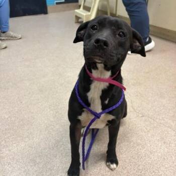 Honey -  Pit Bull Terrier Dog for Adoption in Ardmore, Oklahoma - Honey | PetCurious