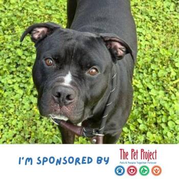 DRACO -  American Staffordshire Terrier Dog for Adoption in Fort Lauderdale, Florida - DRACO | PetCurious