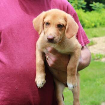 CT Chanel -  Labrador Retriever and Mixed Breed Dog for Adoption in Stormville, New York - CT Chanel | PetCurious
