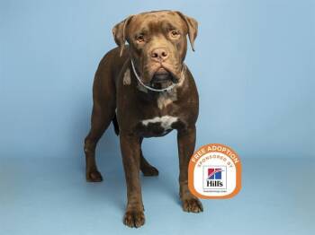 BENITO -  Bullmastiff and Mixed Breed Dog for Adoption in Phoenix, Arizona - BENITO | PetCurious