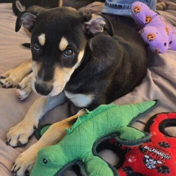 PENNY -  Mixed Breed Dog for Adoption in San Juan Capistrano, California - PENNY | PetCurious