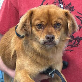 Mixed Breed Dogs Available for Adoption in Columbus, Georgia - 04/11/2026-Stray-CastlewoodCourt-"Buddy" | PetCurious