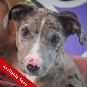 Catahoula Leopard Dog and Cattle Dog Dogs Available for Adoption in Huntley, Illinois - Kerri | PetCurious