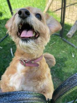 Cancho -  Maltese and Terrier Dog Available for Adoption in Mauston, Wisconsin - Cancho | PetCurious