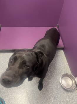 Lani -  Black Labrador Retriever Dog for Adoption in Allen, Texas - Lani | PetCurious