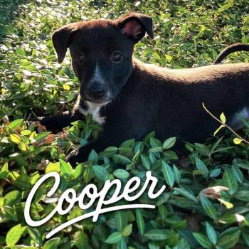 Cooper P46587 -  Mixed Breed Dog for Adoption in Corsicana, Texas - Cooper P46587 | PetCurious