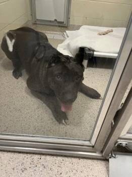 Anorra -  Cane Corso and Mixed Breed Dog for Adoption in Fishers, Indiana - Anorra | PetCurious