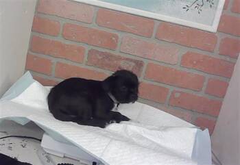 A2096344 -  Border Terrier and Mixed Breed Dog for Adoption in Houston, Texas - A2096344 | PetCurious