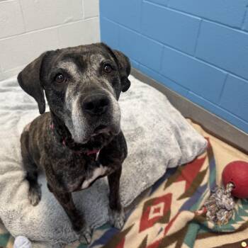 Cane Corso Dogs Available for Adoption - Keke | PetCurious