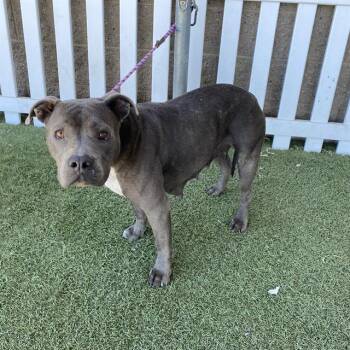 VENUS -  Pit Bull Terrier and Mixed Breed Dog for Adoption in Modesto, California - VENUS | PetCurious