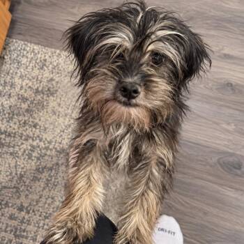 Nori (Benefactor Dog) -  Schnauzer and Border Terrier Dog for Adoption in New Orleans, Louisiana - Nori (Benefactor Dog) | PetCurious