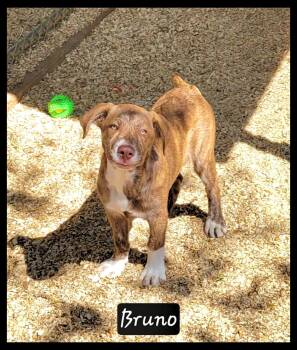 Labrador Retriever and Hound Dogs Available for Adoption - Bruno | PetCurious