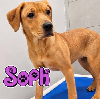 Soph -  Labrador Retriever Dog for Adoption in Rock Hill, New York - Soph | PetCurious