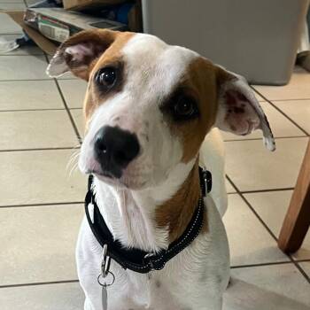 Pete -  Dachshund and Mixed Breed Dog for Adoption in Merritt Island, Florida - Pete | PetCurious
