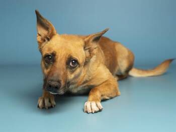 Australian Kelpie and Mixed Breed Dogs Available for Adoption - ZELDA | PetCurious