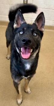 Siberian Husky and Mixed Breed Dogs Available for Adoption - MAX | PetCurious