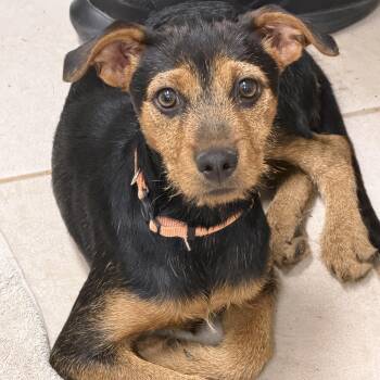 Miniature Pinscher and Border Terrier Dogs Available for Adoption in Gilbert, Arizona - Siena | PetCurious