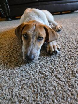 Flint -  Mixed Breed Dog for Adoption in Taycheedah, Wisconsin - Flint | PetCurious