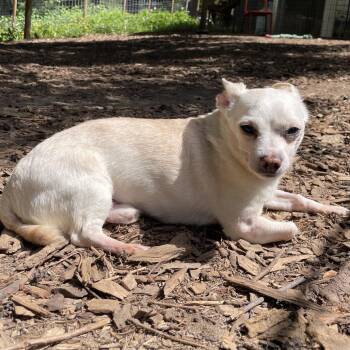 Chihuahua Dogs Available for Adoption in Graham, Washington - ROCKET | PetCurious