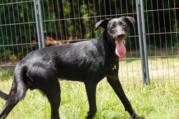 CHANCE -SPONSORED ADOPTION FEE -  Black Labrador Retriever and Shepherd Dog for Adoption in Fosters, Alabama - CHANCE -SPONSORED ADOPTION FEE | PetCurious