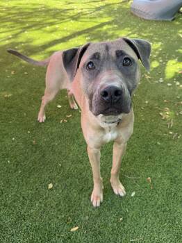 Sable -  German Shepherd Dog and Pit Bull Terrier Dog for Adoption in Glendale, Arizona - Sable | PetCurious