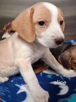 Alice -  Mixed Breed Dog for Adoption in Cincinnati, Ohio - Alice | PetCurious