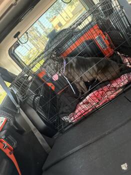 American Bulldog and Labrador Retriever Dogs Available for Adoption in Milton, Florida - Maddie | PetCurious