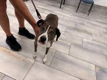 BAILEY -  Boxer and Mixed Breed Dog for Adoption in Charlotte, North Carolina - BAILEY | PetCurious
