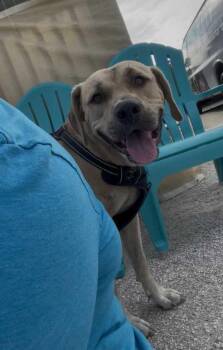 Odysseus -  Black Mouth Cur Dog for Adoption in Lakeland, Florida - Odysseus | PetCurious
