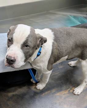 Black Mouth Cur and Terrier Dogs Available for Adoption - Milo | PetCurious