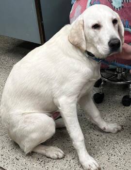 Great Pyrenees and Labrador Retriever Dogs Available for Adoption - Charlie | PetCurious