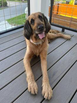 Rescue Standard Poodle and Bloodhound Dogs for Adoption in Lynn Haven, Florida - Goldie | PetCurious