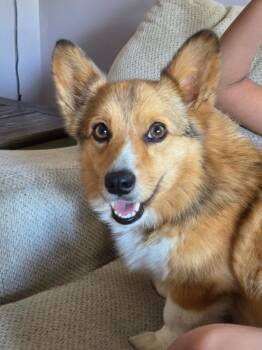 Corgi Dogs Available for Adoption in West Milwaukee, Wisconsin - Maple $550 | PetCurious