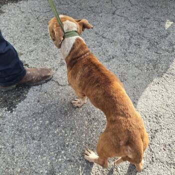 Slinky -  Dachshund and Pit Bull Terrier Dog for Adoption in Austin, Texas - Slinky | PetCurious