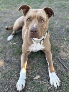 Rescue American Staffordshire Terrier and Mixed Breed Dogs for Adoption in San Antonio, Texas - Miss Coco | PetCurious