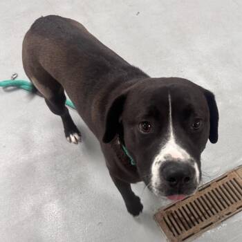 Comet -  Mixed Breed Dog for Adoption in Philadelphia, Pennsylvania - Comet | PetCurious