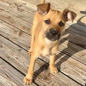 Ramona -  Chihuahua and Border Terrier Dog for Adoption in Corpus Christi, Texas - Ramona | PetCurious