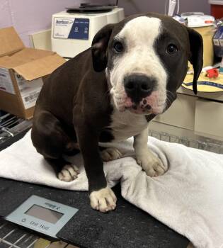 American Staffordshire Terrier and American Bulldog Dogs Available for Adoption in Mendham, New Jersey - Mikey | PetCurious